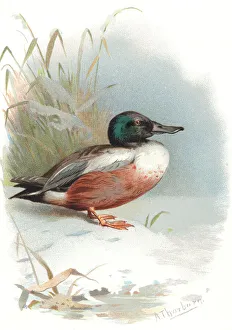 Shoveler duck, historical artwork Shoveler duck, historical artwork