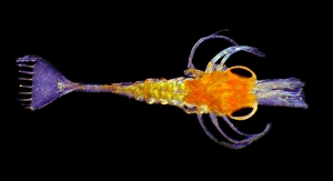 Shrimp larva, light micrograph Shrimp larva, light micrograph