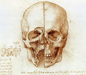 Skull anatomy by Leonardo da Vinci Skull anatomy by Leonardo da Vinci