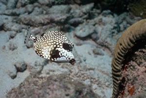 Smooth trunkfish Smooth trunkfish