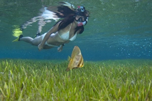 A snorkeler with juvenile batfish A snorkeler with juvenile batfish