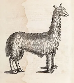 South American camelid, 17th century South American camelid, 17th century