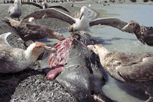 Southern giant petrels scavenging Southern giant petrels scavenging