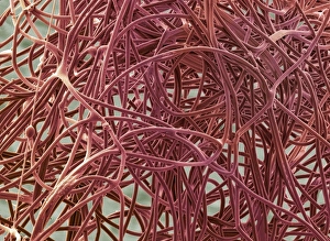 Spider's silk, SEM Spider's silk, SEM