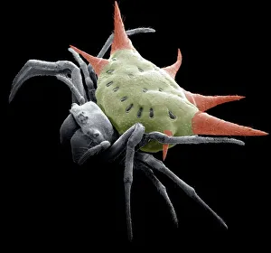 Spiny spider, SEM Spiny spider, SEM