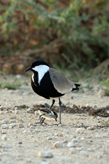 Spur-winged plover and chick Spur-winged plover and chick