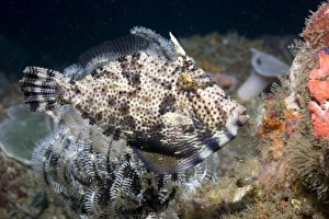 Strapweed filefish Strapweed filefish