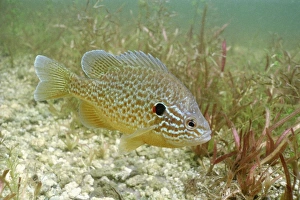 Sunfish hybrid Sunfish hybrid