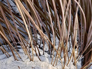 Tamarin's skin and hairs Tamarin's skin and hairs