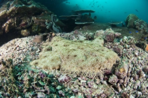 Tassled wobbegong Tassled wobbegong
