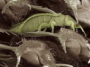 Thrips, SEM Thrips, SEM