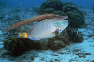 Trumpetfish with a Stoplight parrotfish Trumpetfish with a Stoplight parrotfish