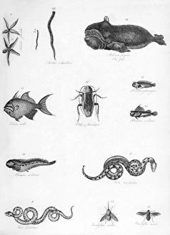 Various animals illustrated, 19th century Various animals illustrated, 19th century