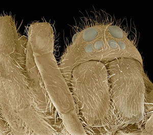 Water spider, SEM Water spider, SEM