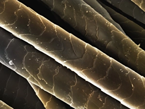 Water vole hair, SEM Water vole hair, SEM