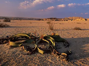 Welwitschia mirabilis Welwitschia mirabilis