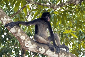 White-bellied spider monkey in a tree White-bellied spider monkey in a tree