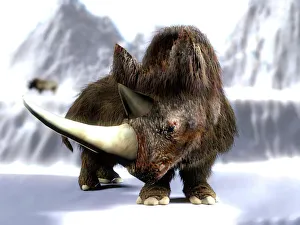 Woolly rhinoceros Woolly rhinoceros