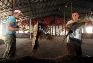 Workers in a threshing barn Workers in a threshing barn