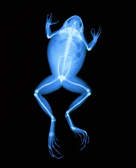 X-ray of a frog X-ray of a frog