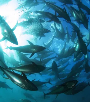 <b class=qtipBold><figcaption>Yellowfin tuna</figcaption></b><br>Yellowfin tuna. School of yellowfin tuna (Thunnus albacares). This fish is found in tropical and subtropical waters around the world. It is hunted for sport and as food, to be sold mainly in the form of canned tuna or Japanese sashimi. It is identified by the yellow colour of dorsal and anal fins. Yellowfin tuna can grow up to 239 centimetres in length and weigh 200 kilograms. Photographed in Mexico.<br><em>© LOUISE MURRAY/SCIENCE PHOTO LIBRARY</em> Yellowfin tuna