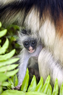 Zanzibar red colobus infant Zanzibar red colobus infant