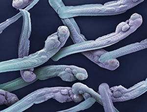 Zebrafish young, SEM Zebrafish young, SEM