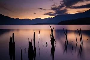 New Zealand, Fiordland, Fiordland National Park. The flooded remnants of trees pierce the New Zealand, Fiordland, Fiordland National Park. The flooded remnants of trees pierce the