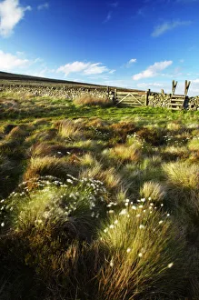 Scotland Scottish Borders The Pennine Way Cotton grass on moorland near the England Scotland Scottish Borders The Pennine Way Cotton grass on moorland near the England