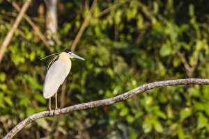 Adult capped heron (Pilherodius pileatus), Rio Yanayacu, Pacaya-Samiria National Reserve Adult capped heron (Pilherodius pileatus), Rio Yanayacu, Pacaya-Samiria National Reserve