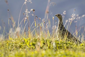 An adult female willow ptarmigan (Lagopus lagopus) in summer plumage on the Snaefellsnes An adult female willow ptarmigan (Lagopus lagopus) in summer plumage on the Snaefellsnes