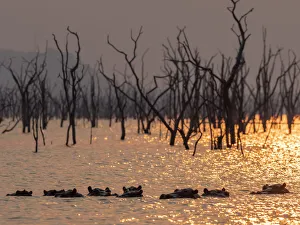 Adult hippopotamuses (Hippopotamus amphibius), bathing at sunset in Lake Kariba, Zimbabwe Adult hippopotamuses (Hippopotamus amphibius), bathing at sunset in Lake Kariba, Zimbabwe