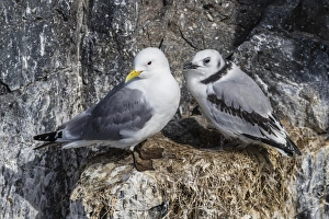 Adult and juvenile black-legged kittiwakes (Rissa tridactyla) nesting near Stykkishholmur Adult and juvenile black-legged kittiwakes (Rissa tridactyla) nesting near Stykkishholmur