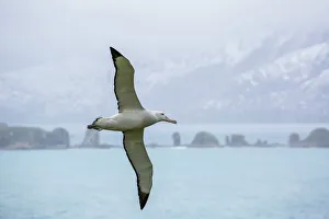 An adult wandering albatross (Diomedea exulans) in flight near Prion Island, South Georgia An adult wandering albatross (Diomedea exulans) in flight near Prion Island, South Georgia