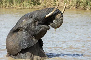 African elephant (Loxodonta africana) bathing, Addo elephant national park, Eastern Cape African elephant (Loxodonta africana) bathing, Addo elephant national park, Eastern Cape