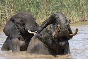 African elephants (Loxodonta africana) bathing, Addo elephant national park, Eastern Cape African elephants (Loxodonta africana) bathing, Addo elephant national park, Eastern Cape
