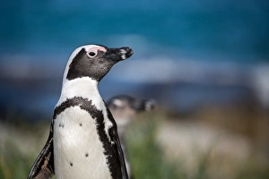 African penguin (jackass penguin) (Spheniscus demersus), Boulders Beach. Boulders Penguin Colony African penguin (jackass penguin) (Spheniscus demersus), Boulders Beach. Boulders Penguin Colony