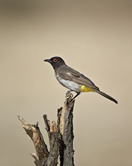 African red-eyed bulbul (black-fronted bulbul) (Pycnonotus nigricans), Kgalagadi Transfrontier Park, encompassing the former Kalahari Gemsbok National Park, South Africa, Africa African red-eyed bulbul (black-fronted bulbul) (Pycnonotus nigricans), Kgalagadi Transfrontier Park, encompassing the former Kalahari Gemsbok National Park, South Africa, Africa