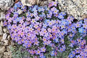 Alpine forget-me-not (Eritrichium nanum), Mount Evans, Colorado, United States of America Alpine forget-me-not (Eritrichium nanum), Mount Evans, Colorado, United States of America