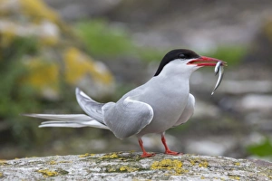 Arctic tern (Sterna paradisaea) with sand eel, Inner Farne, Farne Islands, Northumberland Arctic tern (Sterna paradisaea) with sand eel, Inner Farne, Farne Islands, Northumberland