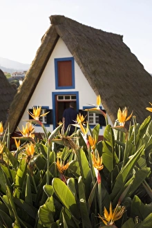 Bird of Paradise flowers bloom in front of a traditional thatched Palheiro A-frame house Bird of Paradise flowers bloom in front of a traditional thatched Palheiro A-frame house