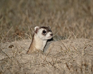 Black-footed ferret (American polecat) (Mustela nigripes), Buffalo Gap National Grassland Black-footed ferret (American polecat) (Mustela nigripes), Buffalo Gap National Grassland