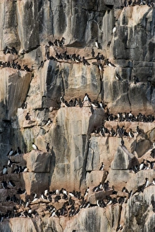 Black-legged kittiwakes (Rissa tridactyla) colony on the cliffs of Alkerfjellet, Svalbard Black-legged kittiwakes (Rissa tridactyla) colony on the cliffs of Alkerfjellet, Svalbard