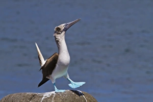 Blue-footed booby (Sula nebouxii) male, North Seymour Island, Galapagos Islands, Ecuador Blue-footed booby (Sula nebouxii) male, North Seymour Island, Galapagos Islands, Ecuador