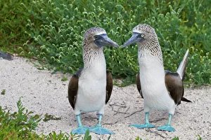 Blue-footed booby (Sula nebouxii) pair, North Seymour Island, Galapagos Islands, Ecuador Blue-footed booby (Sula nebouxii) pair, North Seymour Island, Galapagos Islands, Ecuador