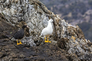 Breeding pair of kelp geese (Chloephaga hybrida), Wildlife Conservation Society Preserve Breeding pair of kelp geese (Chloephaga hybrida), Wildlife Conservation Society Preserve