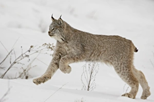 Canadian lynx (Lynx canadensis) in snow, near Bozeman, Montana, United States of America Canadian lynx (Lynx canadensis) in snow, near Bozeman, Montana, United States of America