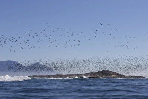 Cape cormorant (Phalacrocorax capensis), Seal Island, False Bay, Simonstown, Western Cape Cape cormorant (Phalacrocorax capensis), Seal Island, False Bay, Simonstown, Western Cape