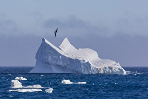 Cape petrel flying over iceberg near Coronation Island, South Orkney Islands, Antarctica Cape petrel flying over iceberg near Coronation Island, South Orkney Islands, Antarctica