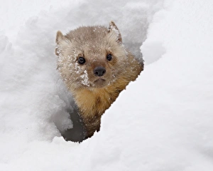 Captive fisher (Martes pennanti) in snow, near Bozeman, Montana, United States of America Captive fisher (Martes pennanti) in snow, near Bozeman, Montana, United States of America
